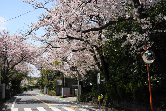 鎌倉山の桜並木（お花見）